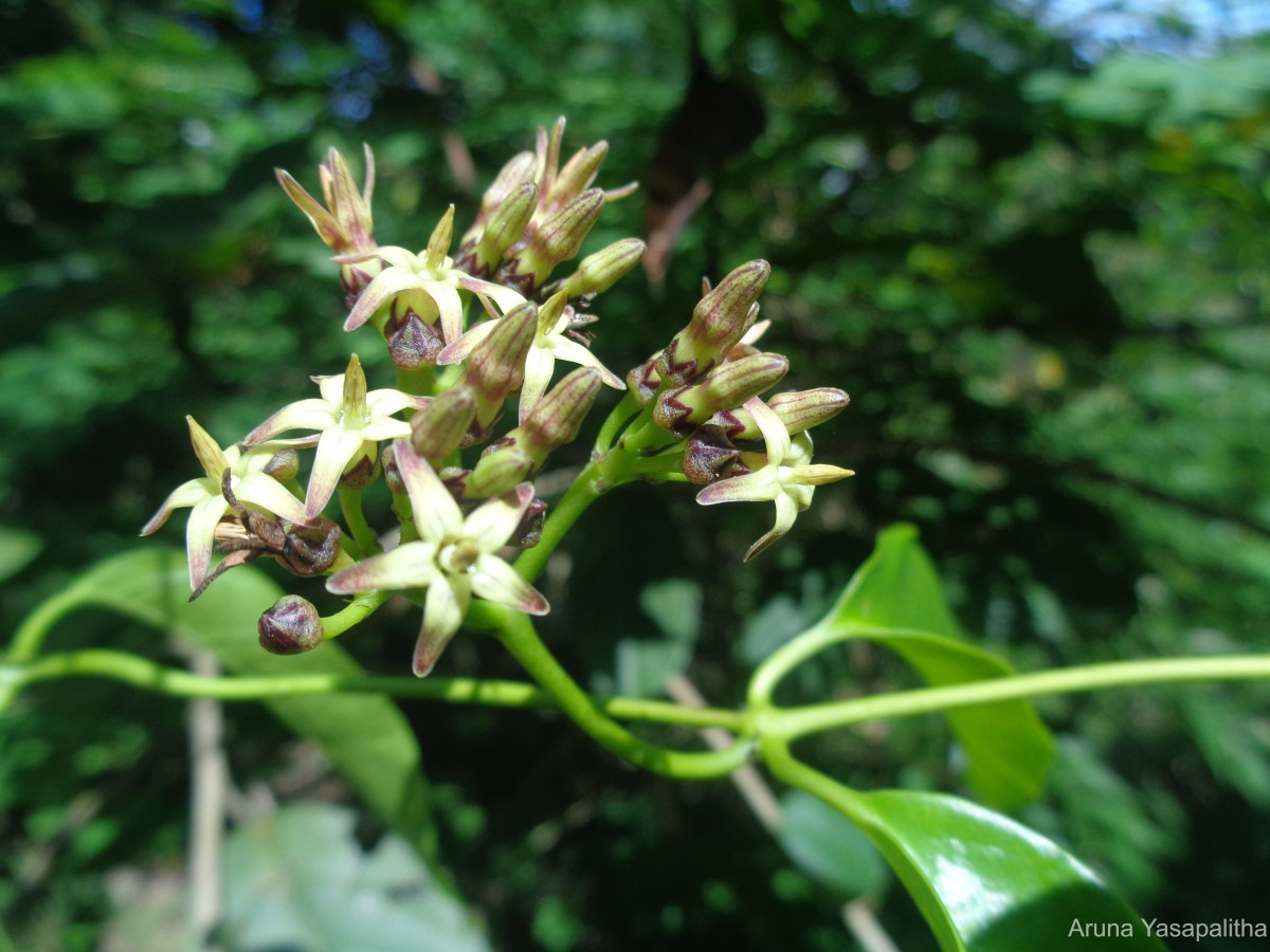 Parsonsia alboflavescens (Dennst.) Mabb.